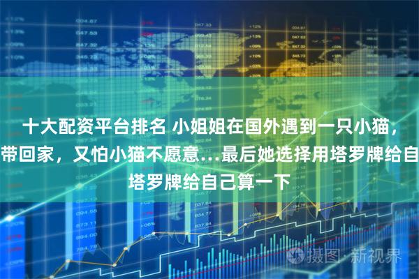 十大配资平台排名 小姐姐在国外遇到一只小猫，想把小猫带回家，又怕小猫不愿意…最后她选择用塔罗牌给自己算一下